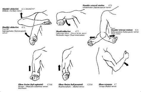 Shoulder motions & nerves