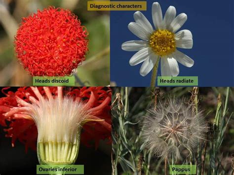 Factsheet -Asteraceae