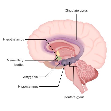 Sistema Límbico: Anatomía | Concise Medical Knowledge