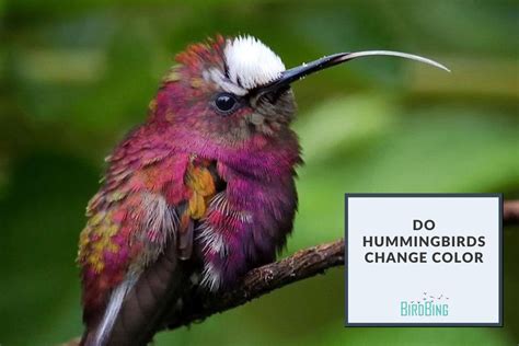 Do Hummingbirds Change Color?: Understanding The Myth And Reality