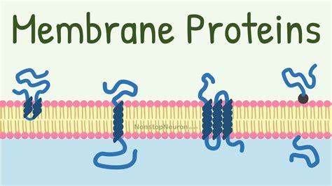 Physiology Membrane Proteins