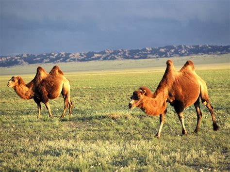 Bactrian Camel - Diet, Pictures, Facts, Habitat, Behavior, Life Cycles ...