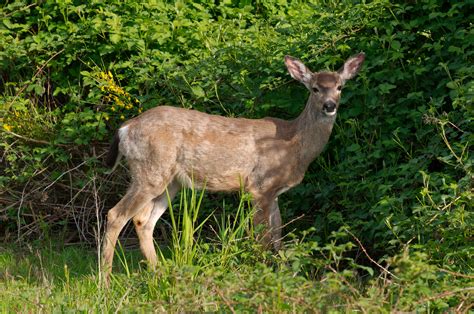 Archivo:White-tailed deer at Marymoor Park.jpg - Wikipedia, la enciclopedia libre