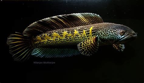 Channa Fish - Channa Aurantimaculata, aka Orange-Spotted Snakehead\/Golden Cobra Snakehead ...