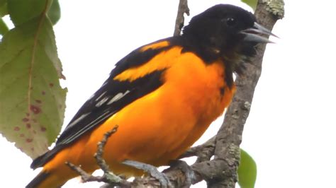 Baltimore Oriole Bird Call / Song / Sounds - YouTube