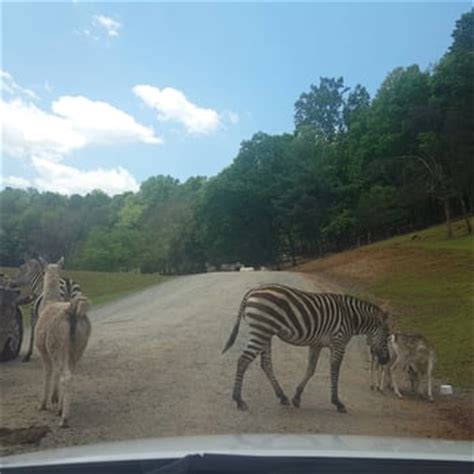 Virginia Safari Park - 415 Photos & 139 Reviews - Zoos - 229 Safari Ln, Natural Bridge, VA ...