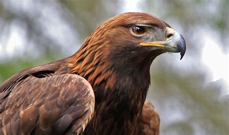 The Golden Eagle Of The Coat Of Arms Of Mexico, Should It Be Another Bird? - Bullfrag