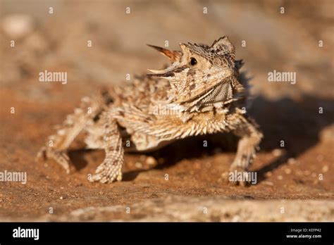 Texas horned lizard or horny toad hi-res stock photography and images ...