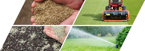 Fall Seeding Your Lawn This Year - Organic Turf Trade