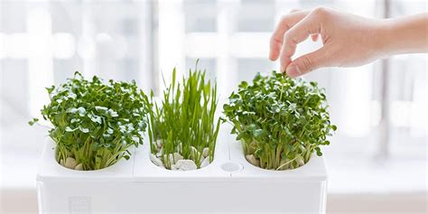 Indoor Herb Garden – storiestrending.com