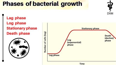 5 Phases Of Bacterial Growth