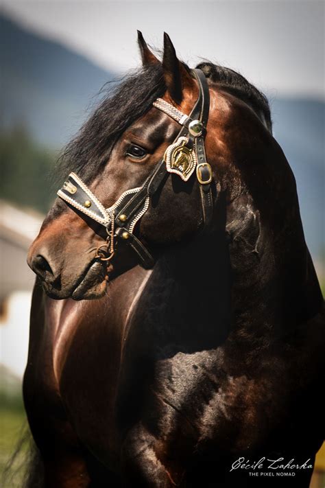 Noriker — The Pixel Nomad | Horses, Draft horse breeds, Horse breeds