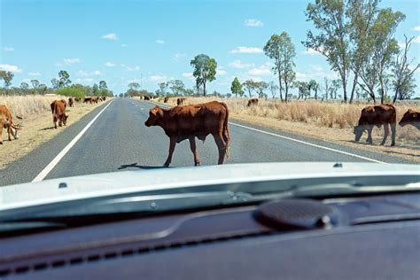 Cattle Droving On The Highway Stock Photo - Download Image Now - iStock