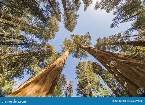 Sequoia Tree in Sequoia National Park during Winter, California Stock Image - Image of stability ...