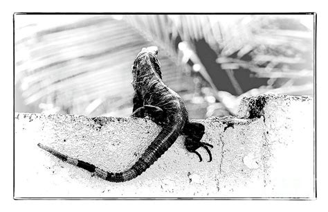 Cozumel Wildlife Photograph by Lenore Locken