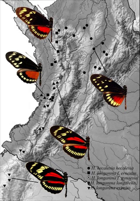 Introgresión genética y especiación de Heliconius hecalesia (Hewitson [1854]) (Lepidoptera ...