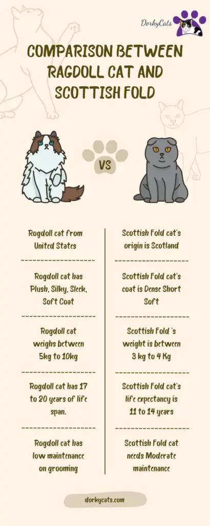 SCOTTISH FOLD CAT PERSONALITY AND BREED (ALL YOU NEED TO KNOW) - DorkyCats