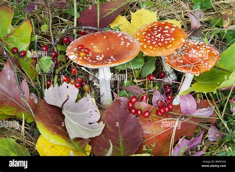 Autumn background with mushrooms, berries and leaves Stock Photo - Alamy