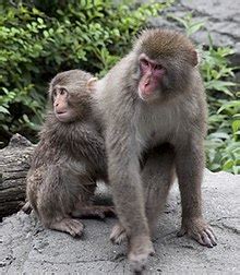 Japanese macaque - Wikipedia