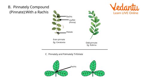 Difference Between Palmate and Pinnate Compound Leaves | Learn ...