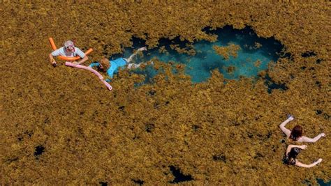 Massive seaweed blob growing at record pace will hit Florida beaches