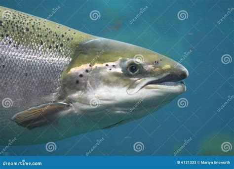 Atlantic Salmon Stock Photos - Image: 6121333