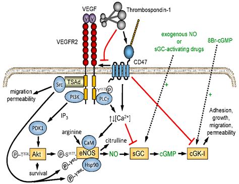 IJMS | Free Full-Text | Functions of Thrombospondin-1 in the Tumor ...