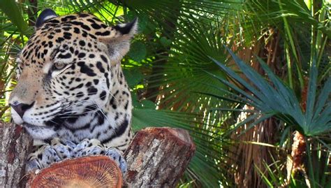 Belize Jaguar Preserve Tours | Cockscomb Basin | Hamanasi Resort