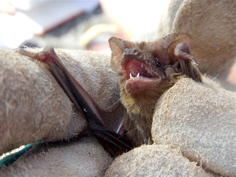 Five Facts: Bats in Florida – Research News