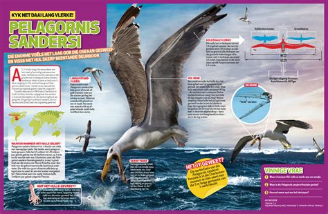 PELAGORNIS SANDERSI (Infografika) | Huisgenoot Junior