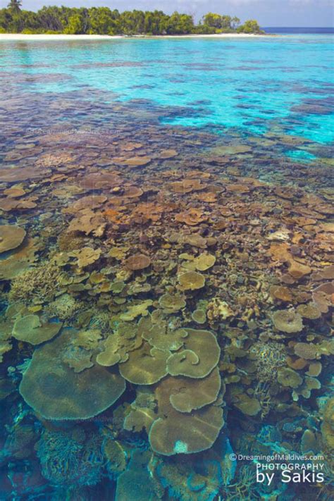 Photo of The Day : Maldives Amazing Reefs for Snorkeling