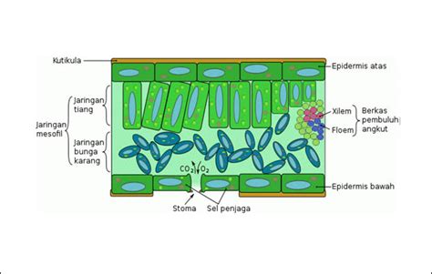 Jaringan penyusun organ tumbuhan daun dan fungsinya lengkap - Pelajaran Biologi Sekolah