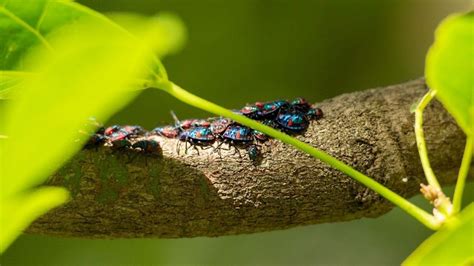 Harlequin Bug Control: 11 Organic Methods (Works Overnight)