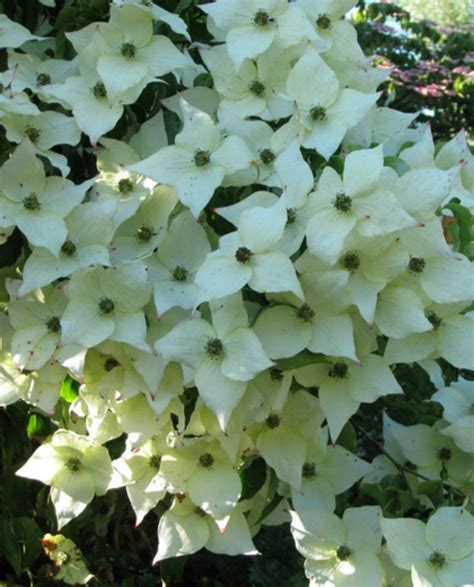 Cornus kousa Milky Way