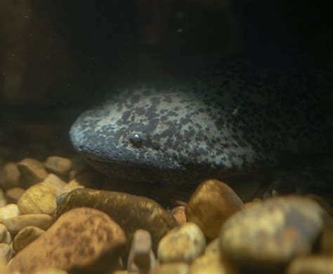 Chinese Giant Salamander | San Diego Zoo Wildlife Explorers