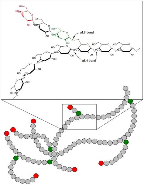 Glycogen - Definition, Structure, Function and Examples | Biology