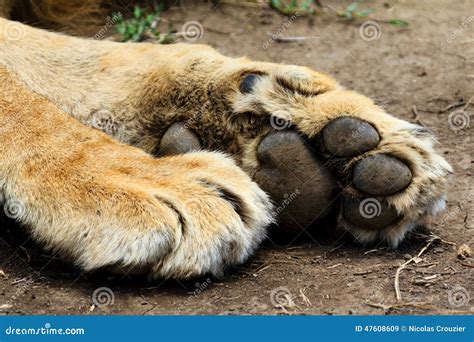 Lion Paws Stock Photo - Image: 47608609