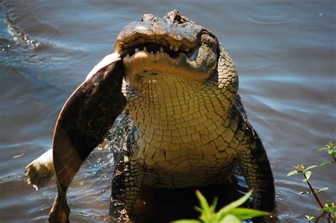 Alligator Eating | Alligator eating a Florida Soft Shelled T… | Flickr