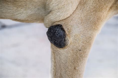 Dog Elbow Calluses - Why you shouldn't ignore it » Petsoid