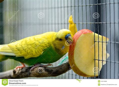 How To Care For Yellow Parakeets | Master Parrot