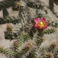 PRODUCT CATEGORIES - CACTUS CHOLLA TREE #5