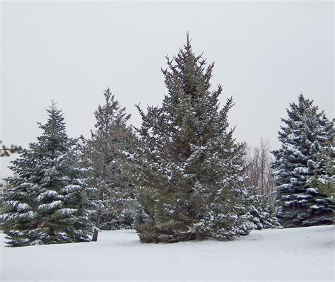 Evergreens In Snow Free Stock Photo - Public Domain Pictures