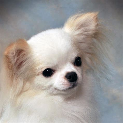 Teacup Applehead Long Haired Chihuahua - Pets Lovers