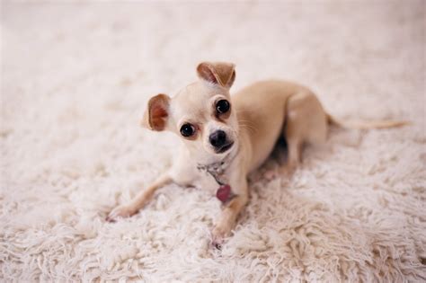 Chihuahua Terrier Mix - Breed Guide & Top Facts - Animal Corner