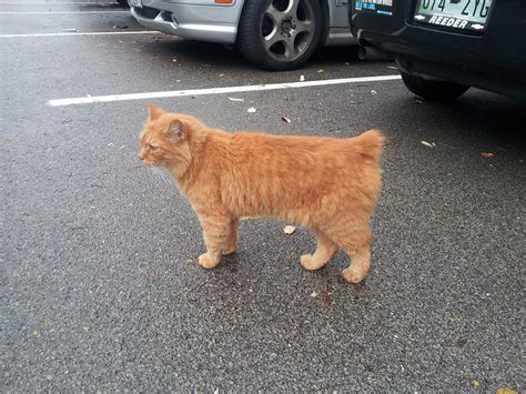 Orange Manx Cat With Tail