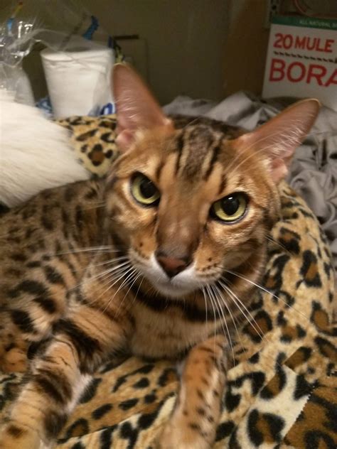 20 HQ Photos Bengal Cat Adoption Dallas / Reno | Adopted Kitten ...