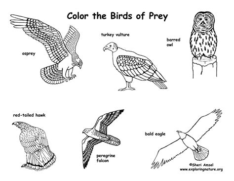 Birds of Prey – Coloring Nature