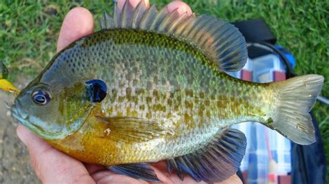 Bluegill Aquaponics - Is it A Good Fish? - HowtoAquaponic