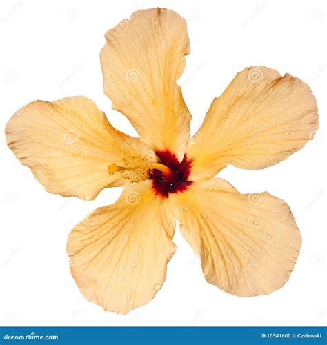 Hibiscus isolated stock photo. Image of peach, cutout - 10541600