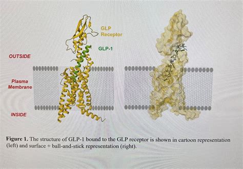 Solved Glucagon-like peptide-1 (GLP-1) is a metabolic | Chegg.com